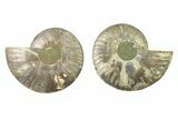 Cut & Polished, Crystal-Filled Ammonite Fossil - Madagascar #336669-1